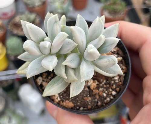 Best Types of Pachyphytum