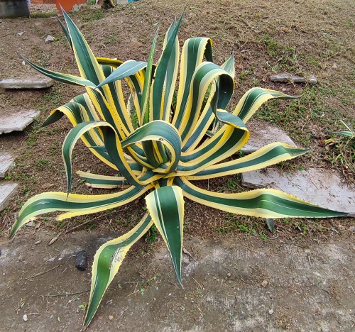 Succulents that Look Like Aloe