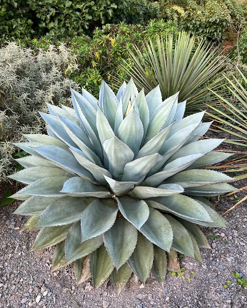 Succulents 
