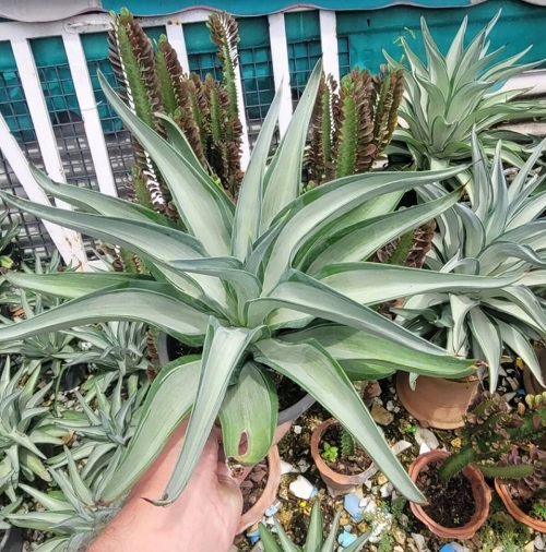 Succulents that Look Like Aloe