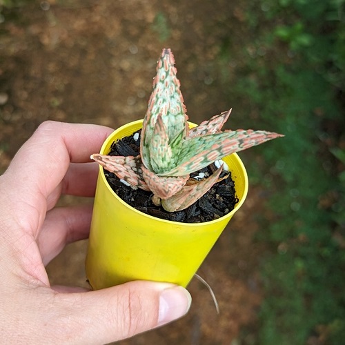 Aloe 'Pink Blush'