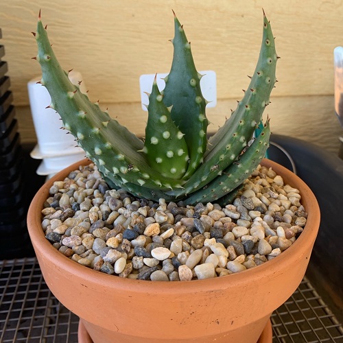 Aloe aculeata 