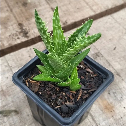 Aloe juvenna