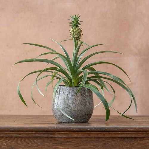 Pineapple Plant Succulents 