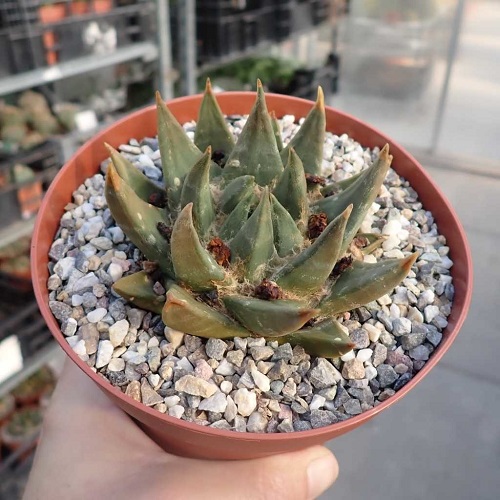 Succulents that Look Like Aloe