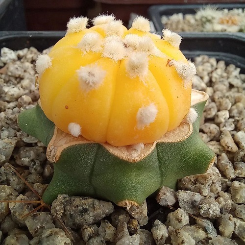 Astrophytum asterias 'Albino' -Astrophytum Asterias Varieties