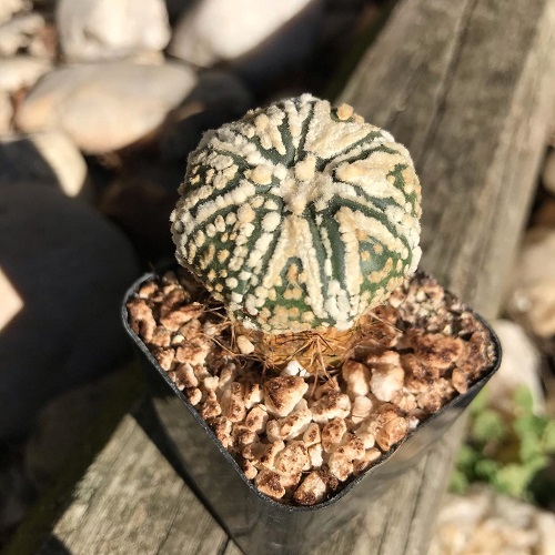 Astrophytum asterias 'Hanazono'