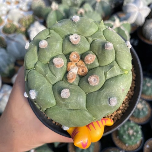Astrophytum asterias 'Nudum'