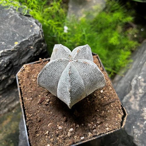 Astrophytum Asterias Varieties
