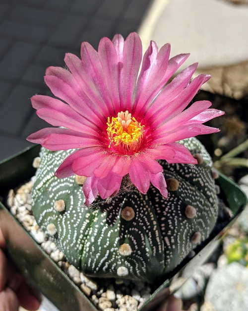 Astrophytum Asterias Varieties