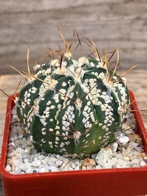 Astrophytum Asterias Varieties - Astrophytum asterias 'Super Kabuto Onzuka'