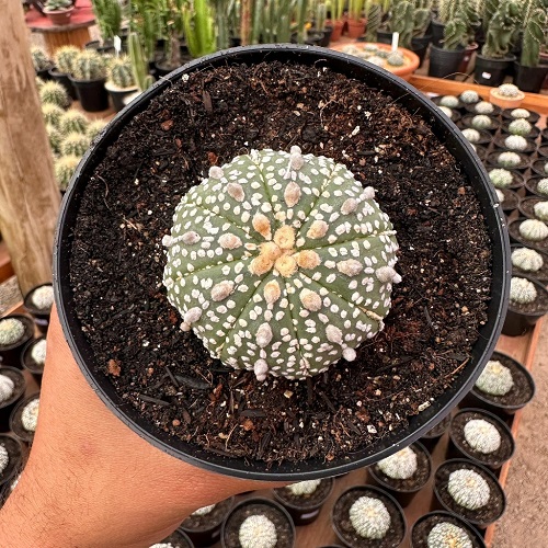 Astrophytum Asterias Varieties