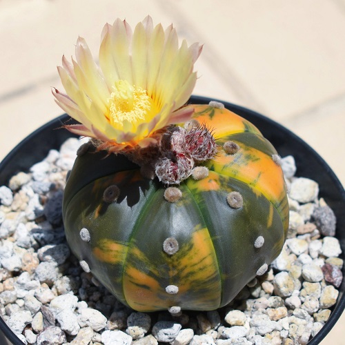Astrophytum asterias 'Variegata'