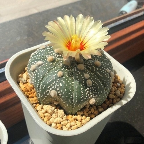 lovely The Kinds of Cacti You Should Plant
