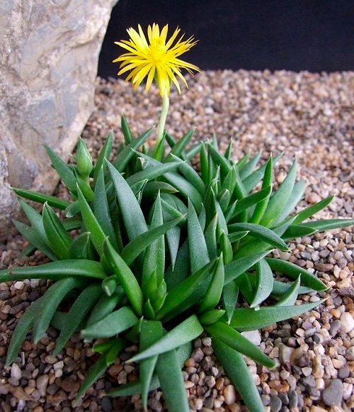 Succulents that Look Like Aloe