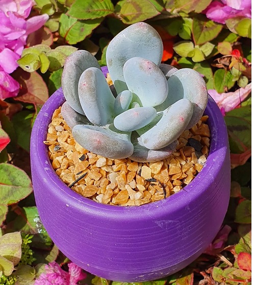 Best Types of Pachyphytum