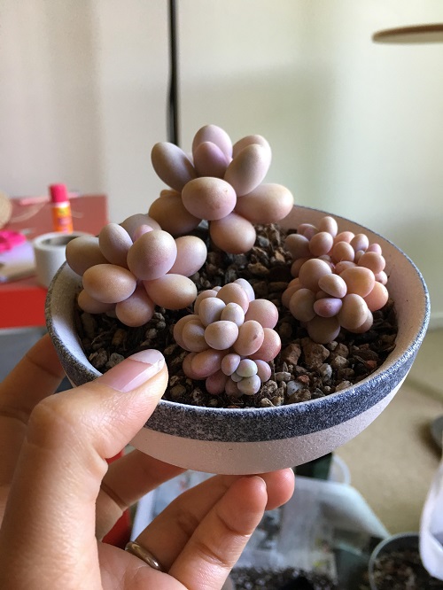Best Types of Pachyphytum