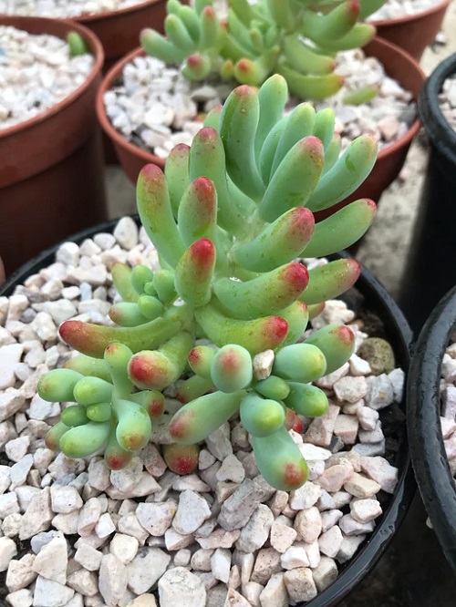 Types of Pachyphytum