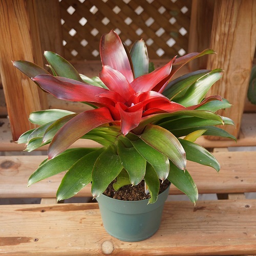 Succulents that Look Like Aloe