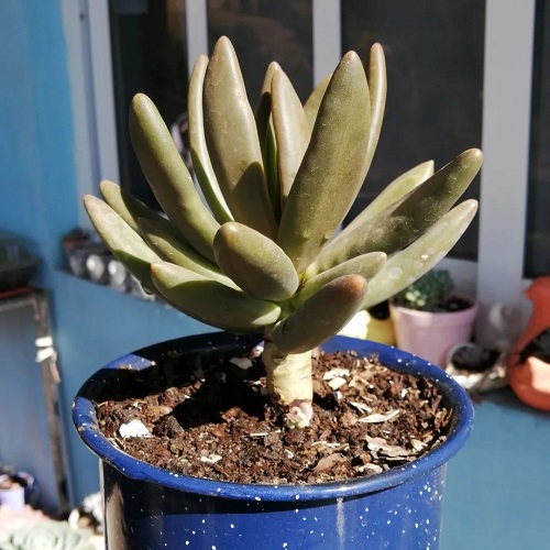 Best Types of Pachyphytum