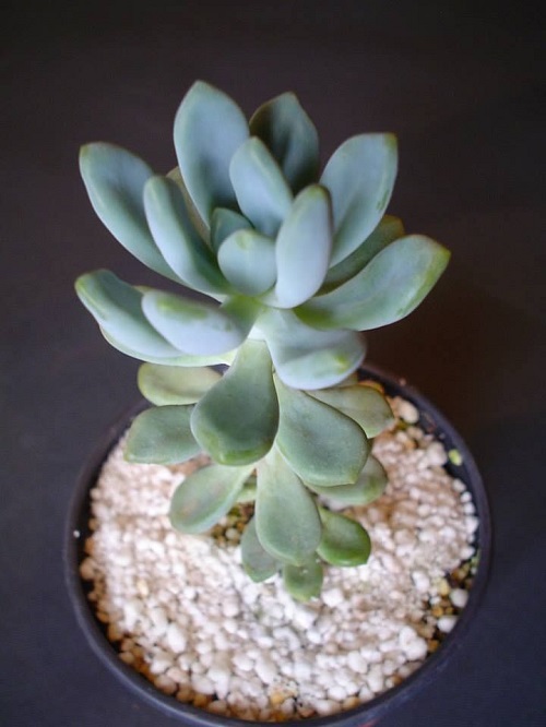 Types of Pachyphytum