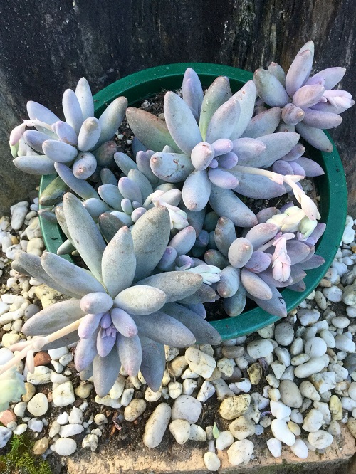 Types of Pachyphytum