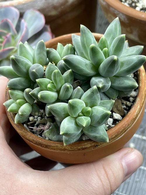 Types of Pachyphytum