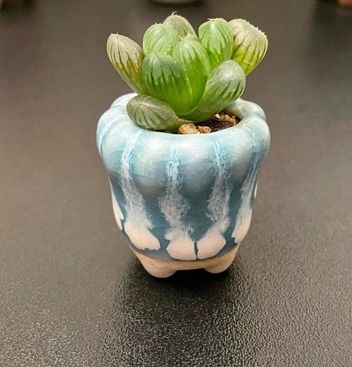 Tiny Best Round Succulents 