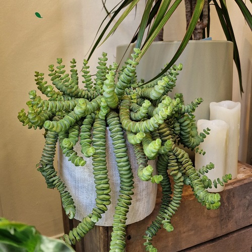 Succulents That Look Like Hair