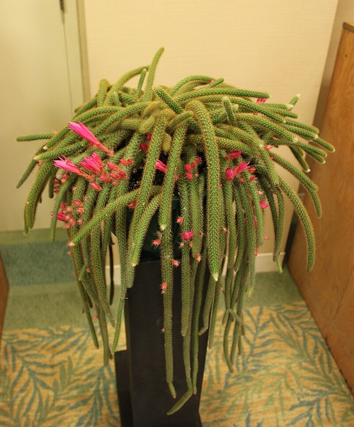Succulents That Look Like Hair