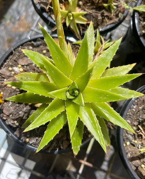 Succulents 