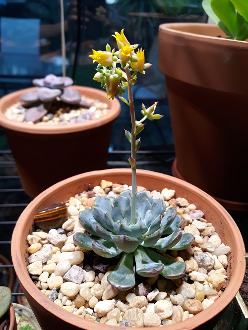 Succulents