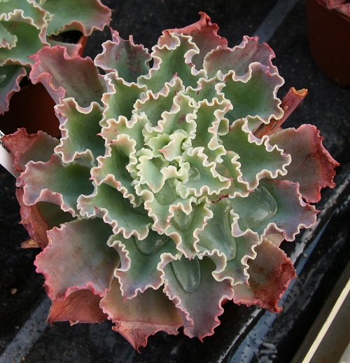 Best beautiful Succulents With Pink Tips