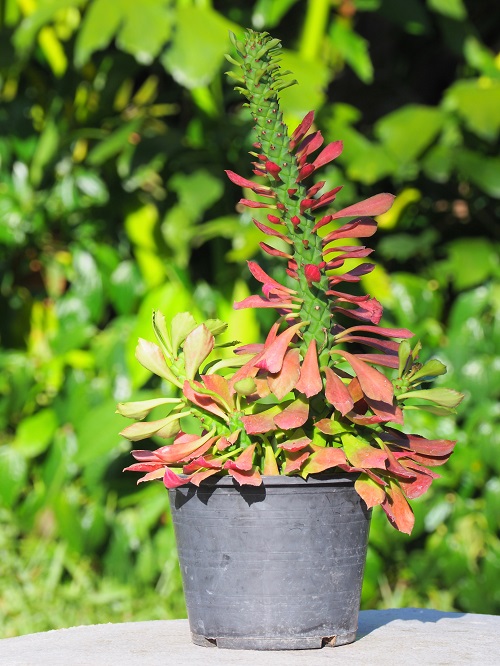 Amazing Beautiful  Succulents plant With Pink Tips