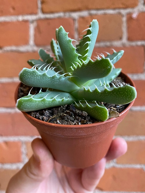 Tiger Jaws Like Aloe