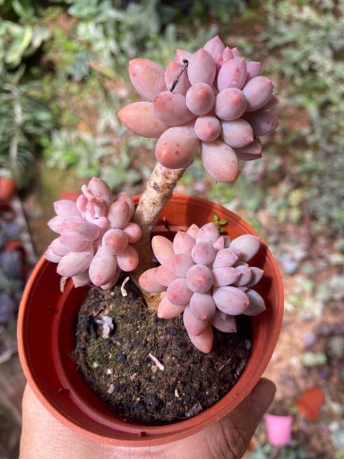 Garciae Types of Pachyphytum