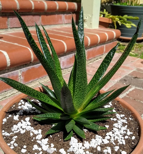 Beautiful Succulents 
