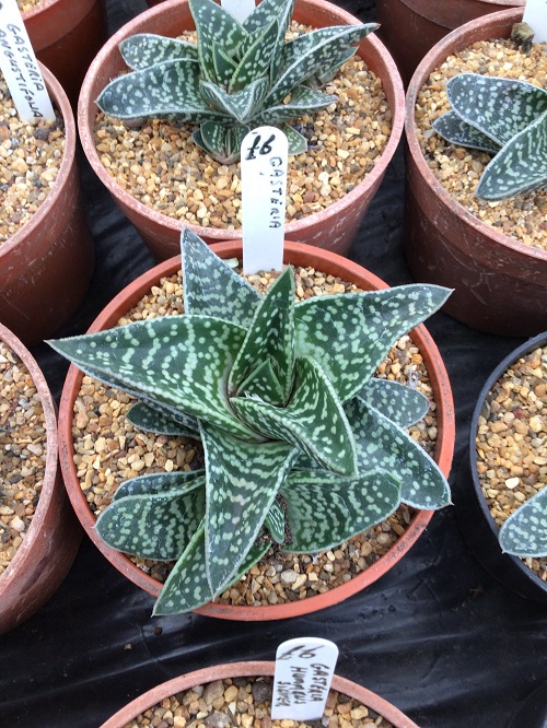 Succulents that Look Like Aloe