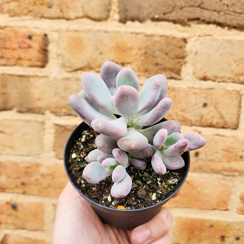 Glutinicaule Pachyphytum 