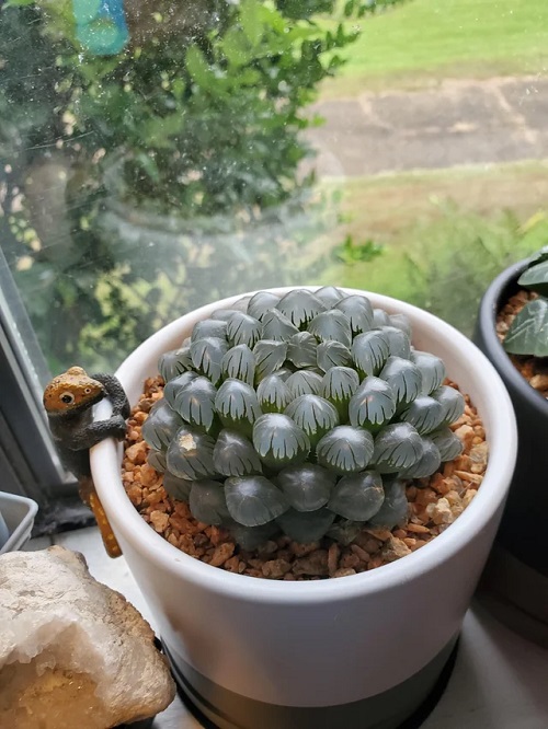 Haworthia Cooperi Inch Succulents