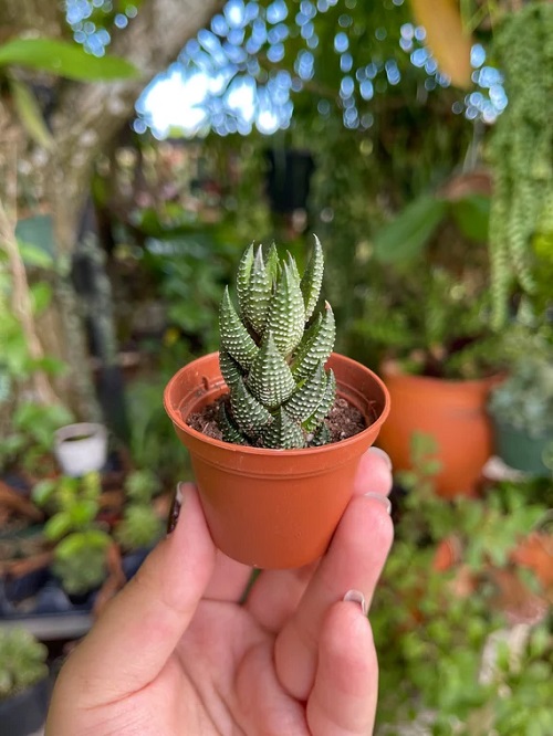 Beautiful Haworthia Reinwardtii