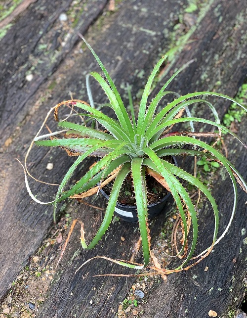 Hechtia