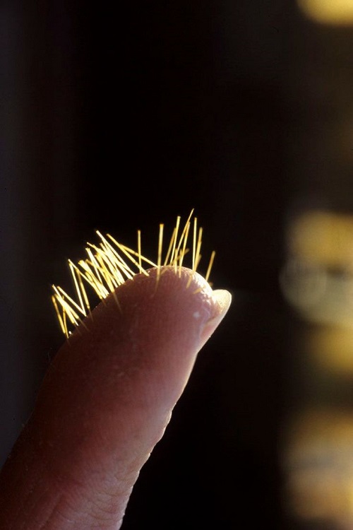 How Long Does it Take for Cactus Needles to Dissolve?