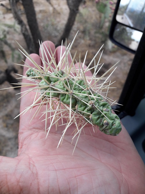 Remove Cactus Needles