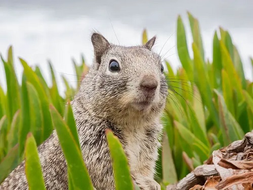 How to Stop Squirrels from Eating Succulents?