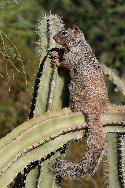 Snacking on Your Succulents