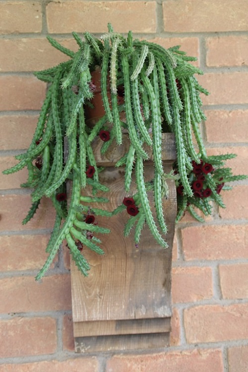 Huernia Macrocarpa in pot
