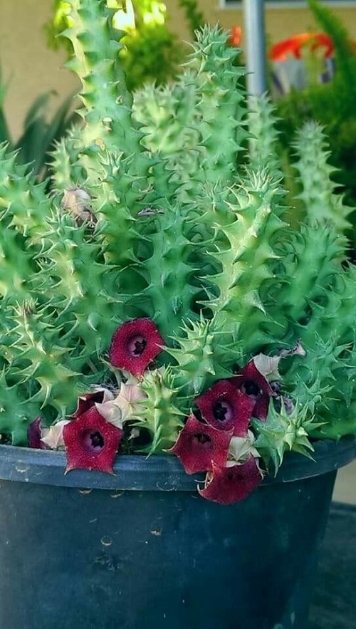 Huernia Macrocarpa Care and Growing Guide