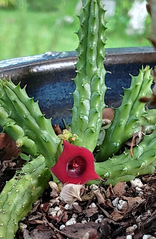 Huernia Macrocarpa