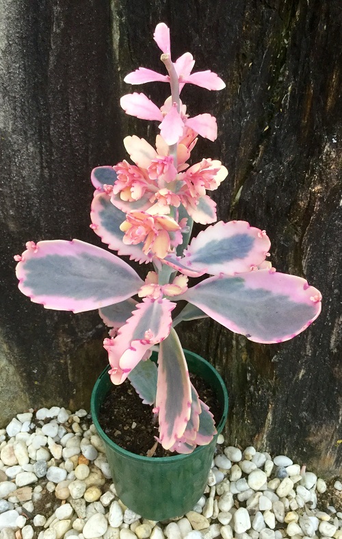 Succulents With Pink Tips 2